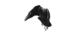 Western Jackdaw (Corvus monedula)